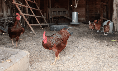 View of chickens at 1880 Town